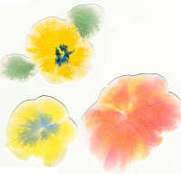 http://snegurka.khv.ru/cgifts/anemones